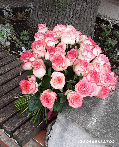 51 розовая роза Джумилия фото