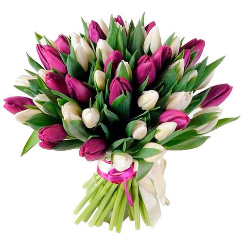 Фото товара 51 бело-пурпурный тюльпан (с лентой) в Харькове